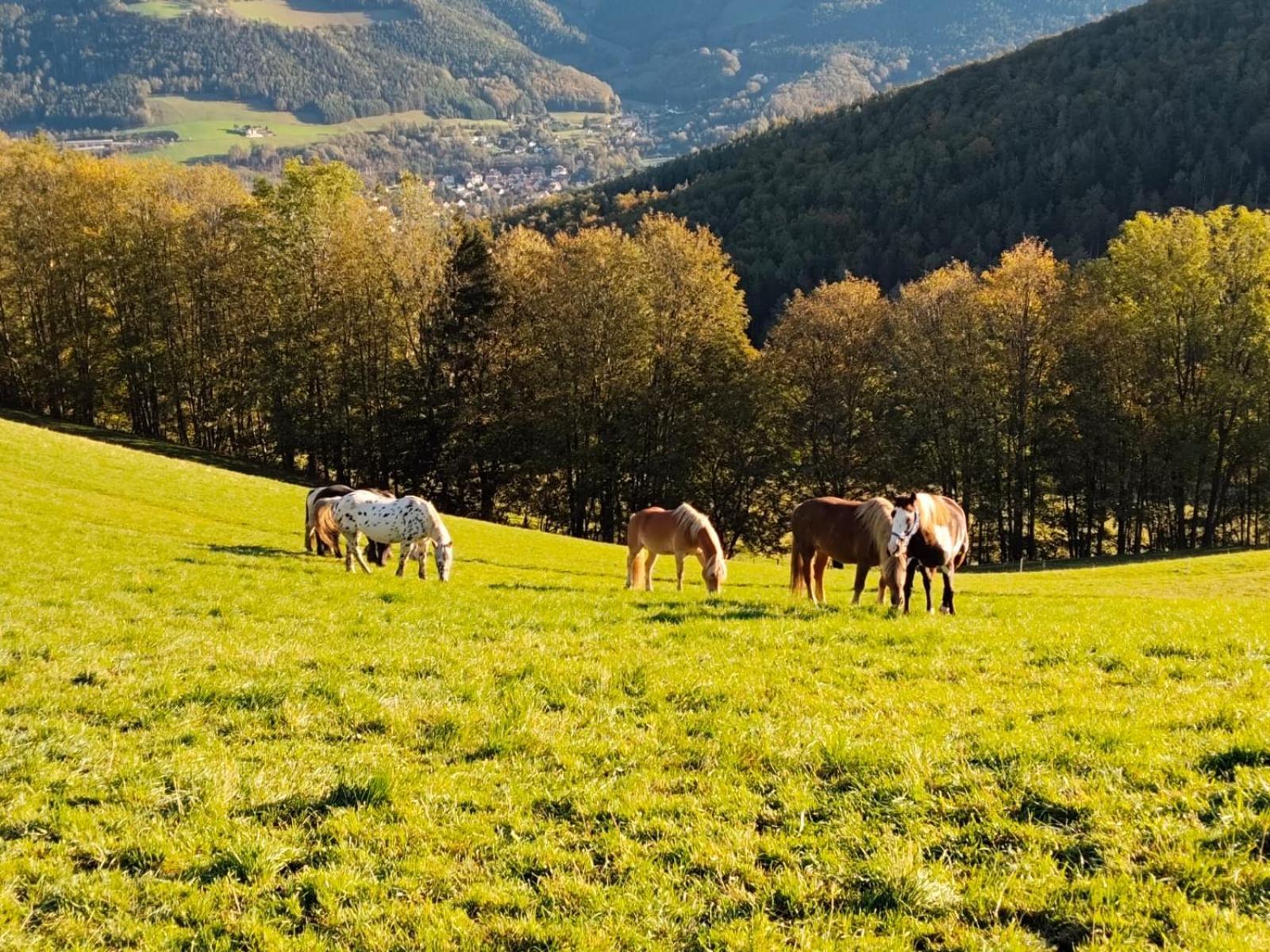 Miniferienwohnung Fuer Unkompliziertes Naturliebhaberpaerchen Payerbach Extérieur photo